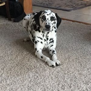 Meet your Posher, Stacey